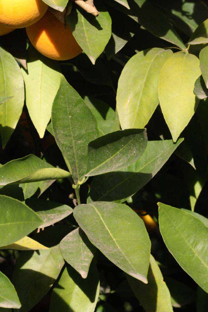            Sun leaves (Riverside, CA)   